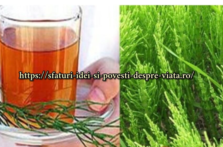  Efectele vindecatoare ale ceaiului de Coada calului