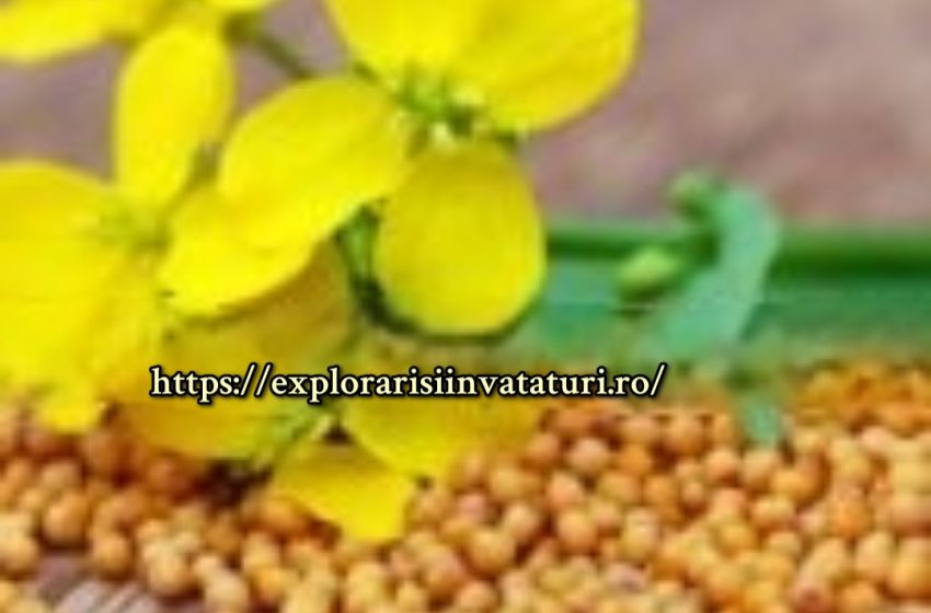  Rețeta unui unguent pentru inflamația articulațiilor împărtășită de o balerină în vârstă. Durerea se ameliorează instantaneu!