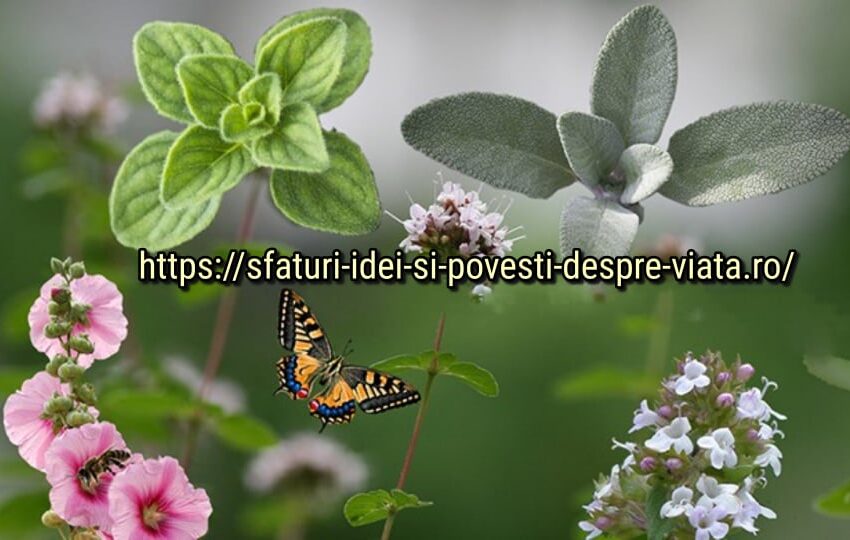  Plante care ucid virușii și bacteriile care provoacă infecții