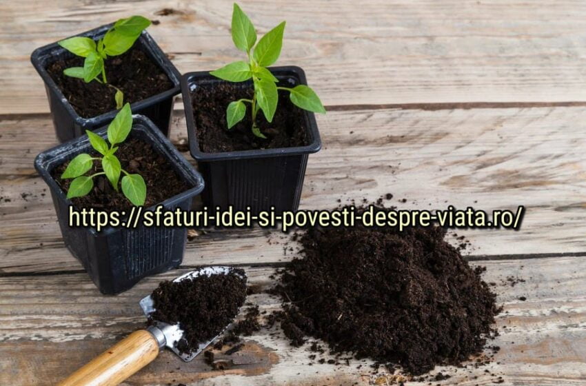  Ce să puneți pe fundul recipientului pentru răsaduri, astfel încât răsadurile să devină puternice și sănătoase