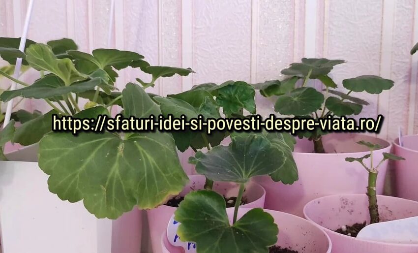  Doar un îngrășământ de top pe luna si florile vor căpăta putere, rădăcina va creste chiar si iarna.