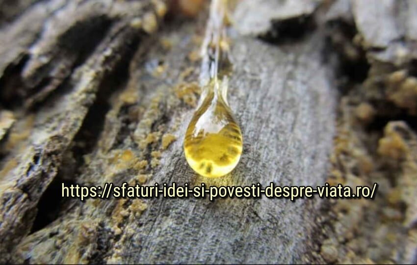  Rășină – dacă este în casă, atunci nu vor fi boli în ea!