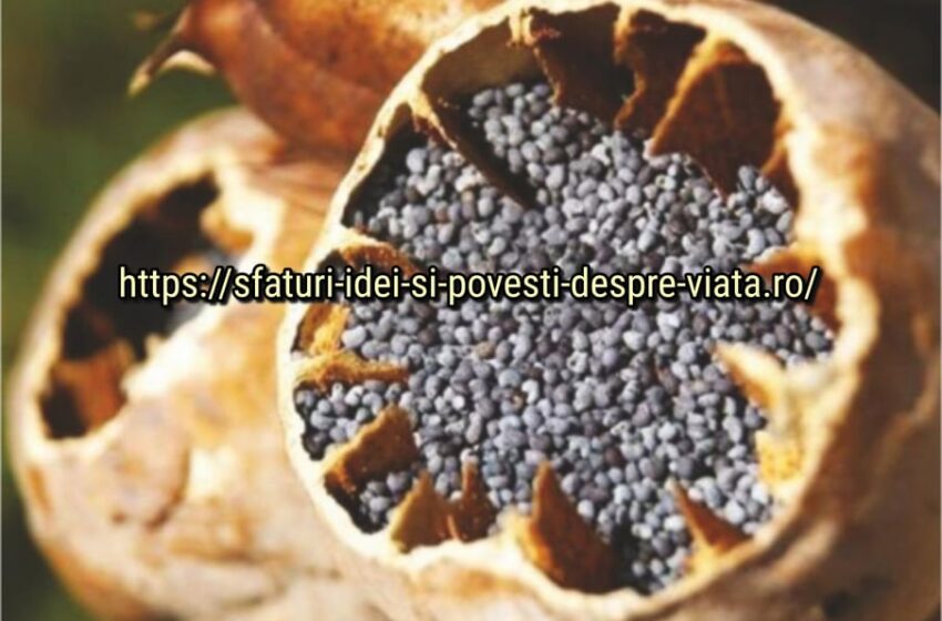  Pe vremuri când nu erau bani, nu erau medicamente, asa se vindecau oamenii