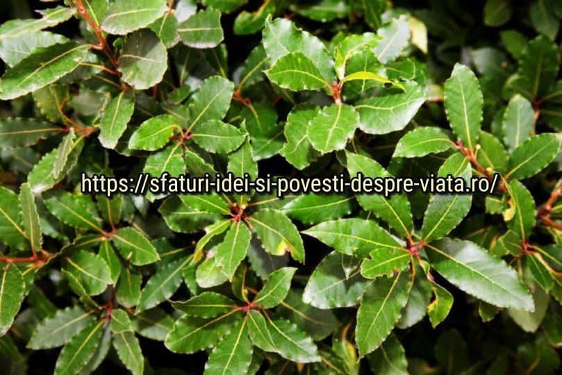  Frunza de dafin un îngrășământ excelent pentru răsaduri – o adaug în sol, iar plantele se dezvoltă remarcabil.