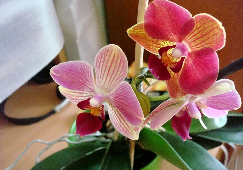  Unde este mai bine să puneți o orhidee astfel încât să înflorească, să crească activ și să atragă noroc în casă?
