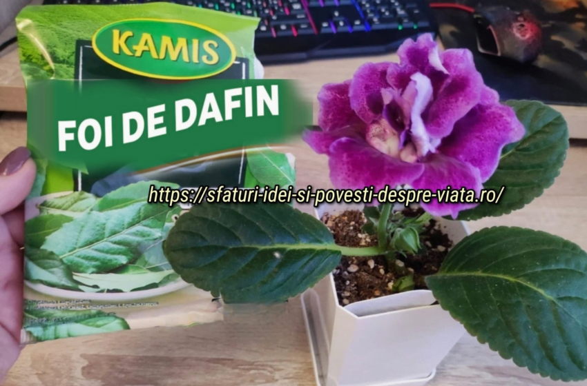  Frunza de dafin pentru plante, o udare pe luna, iar florile tale vor prinde viata