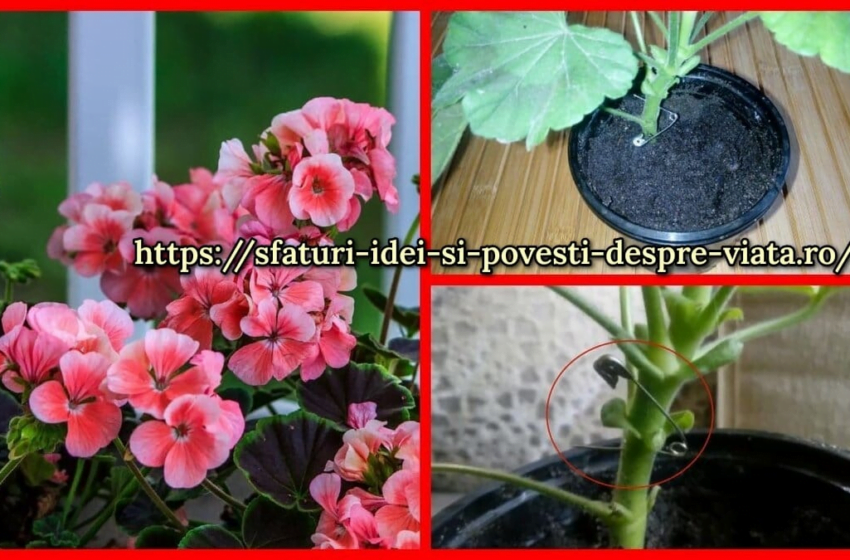  Un ac obișnuit vă va face mușcata să înflorească frumos în doar 1 săptămână