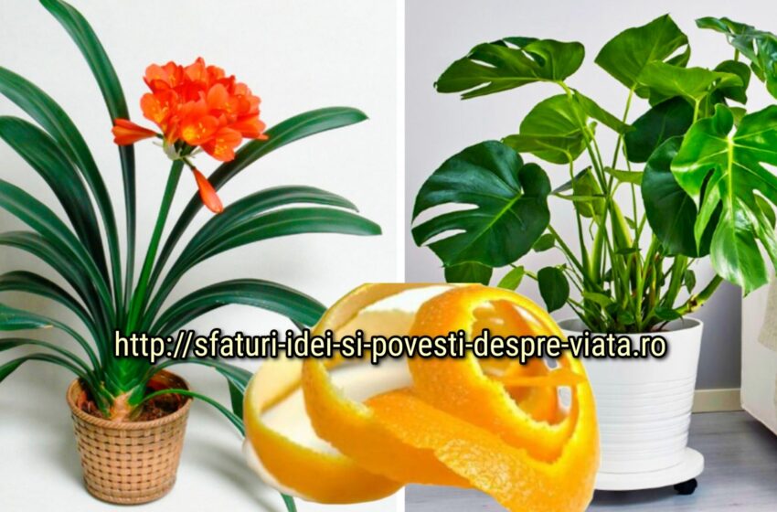  Am încetat să mai arunc cojile de portocală, vă spun ce beneficii palpabile oferă plantelor