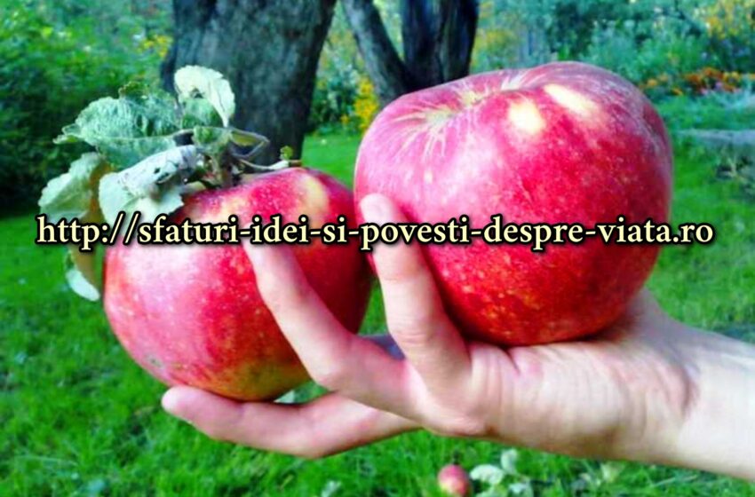  Un măr este un medic unic pentru multe boli. Coaceți mere, stoarceți sucul din ele,  faceti ceai si veți fi sănătoși și tineri!