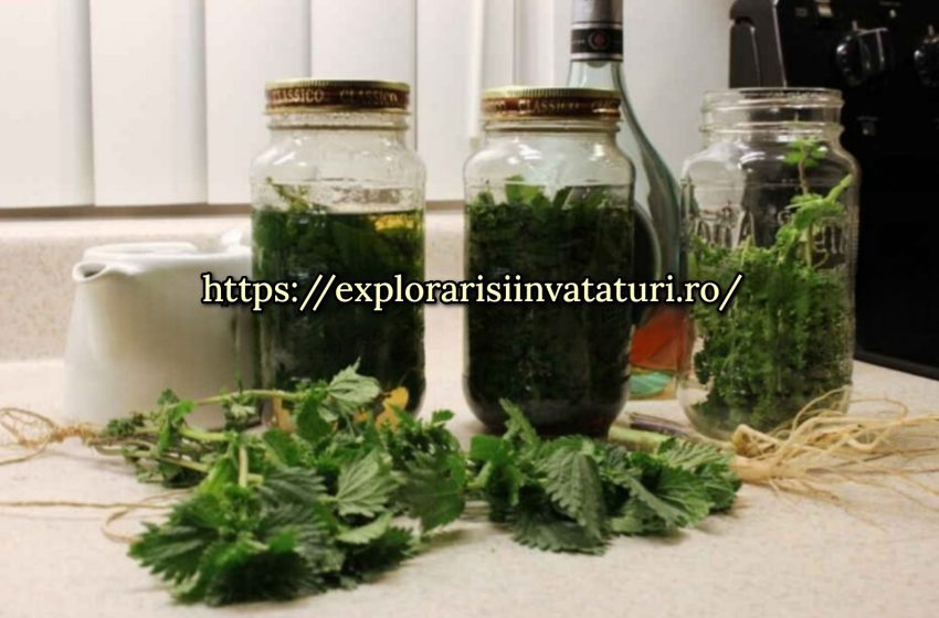  Balsam de urzică pentru întinerirea organismului: o rețetă veche
