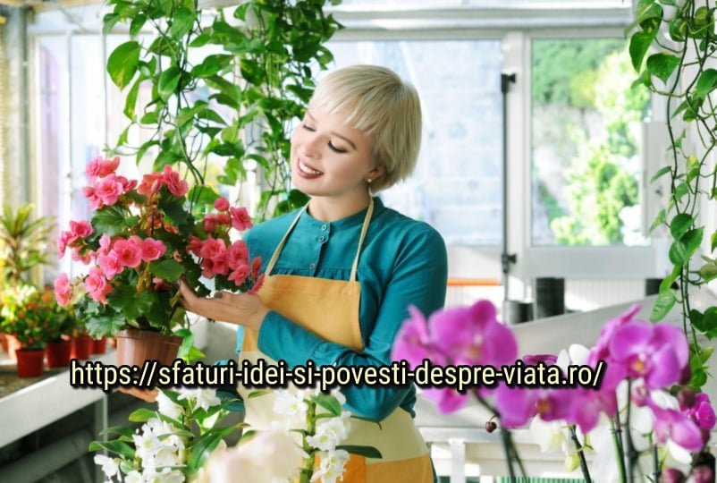  Cum să învingeți bolile florilor de interior – trucuri simple