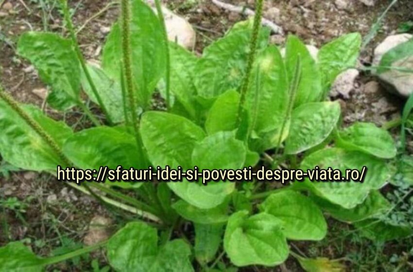  Trei plante care vindecă aproape totul