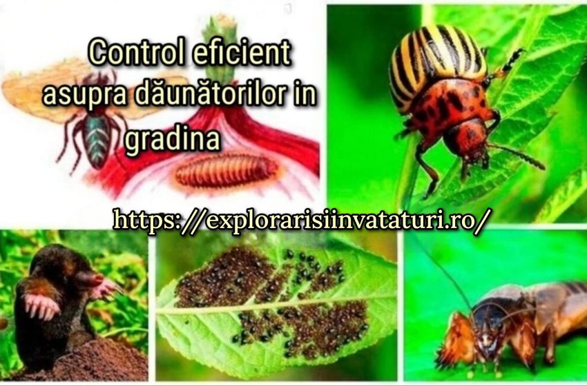  Control eficient asupra dăunătorilor în grădina