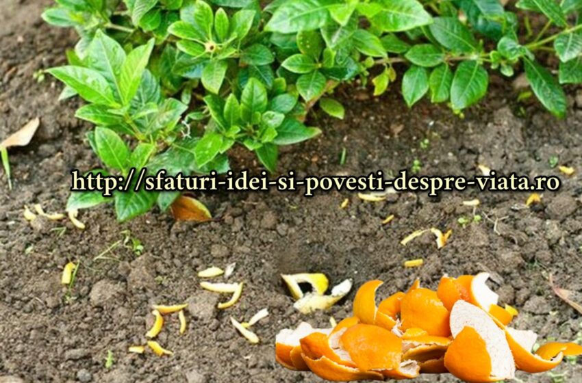  Folosirea cojilor de portocală ca îngrășământ pentru culturile de grădină și de interior