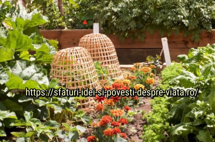  Crăițele în grădină: nu sunt doar  flori frumoase, ele ajută împotriva dăunătorilor
