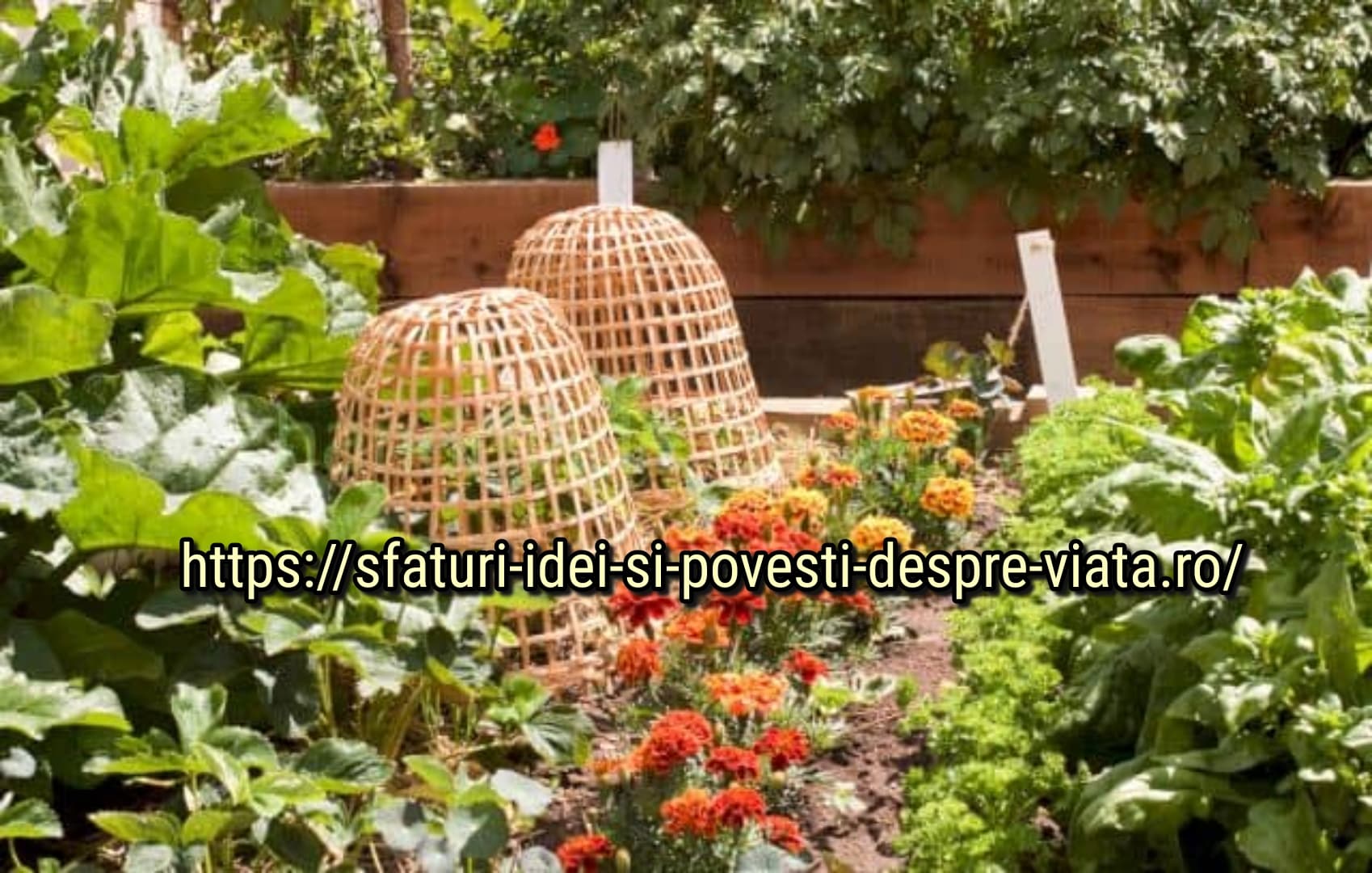 Crăițele în grădină: nu sunt doar flori frumoase, ele ajută împotriva ...
