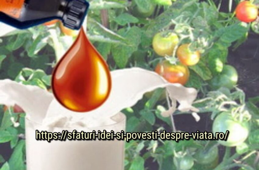  Utilizarea corectă a unei soluții de lapte-iod pentru creșterea roșiilor – plantele îmi aduc mereu recolte mari