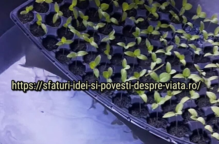  Răsadurile tale se vor schimba. Pansament de top pentru răsaduri de la doar 1 lingură de produs natural achiziționat
