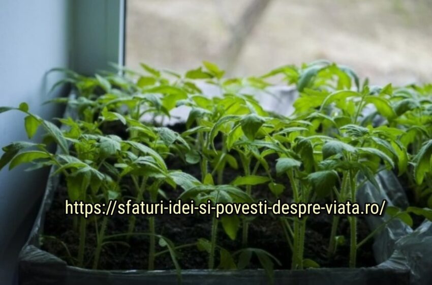  Hrănirea răsadurilor de roșii, ardei – rețete importante