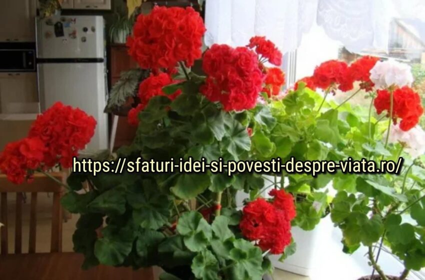  Mușcatele vor începe să înflorească frumos din primăvară până în toamnă: 2 reguli importante de îngrijire și un mic secret pentru înflorire