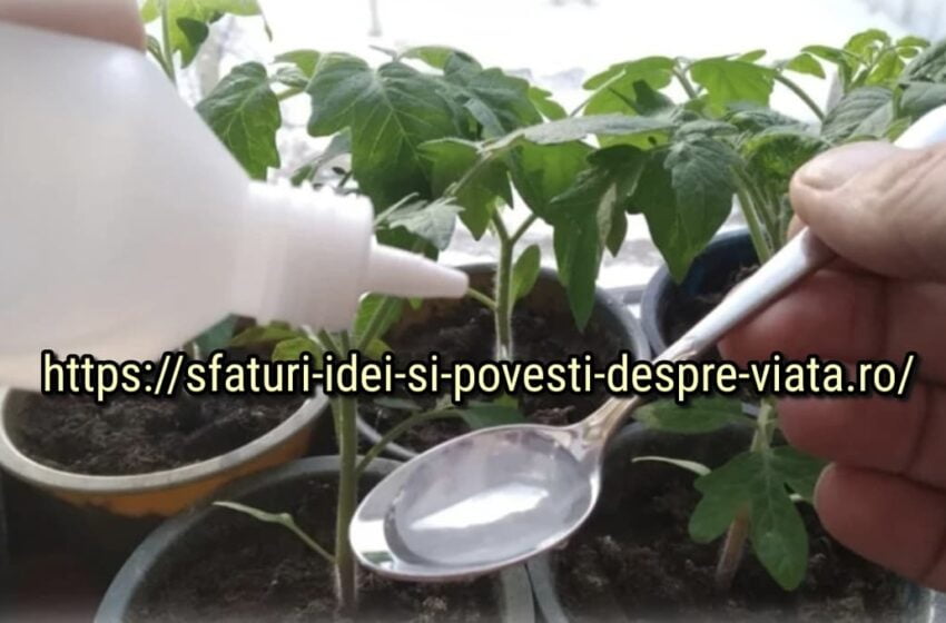  Pregătesc o soluție de apă oxigenata pentru răsaduri puternice și sanatoase