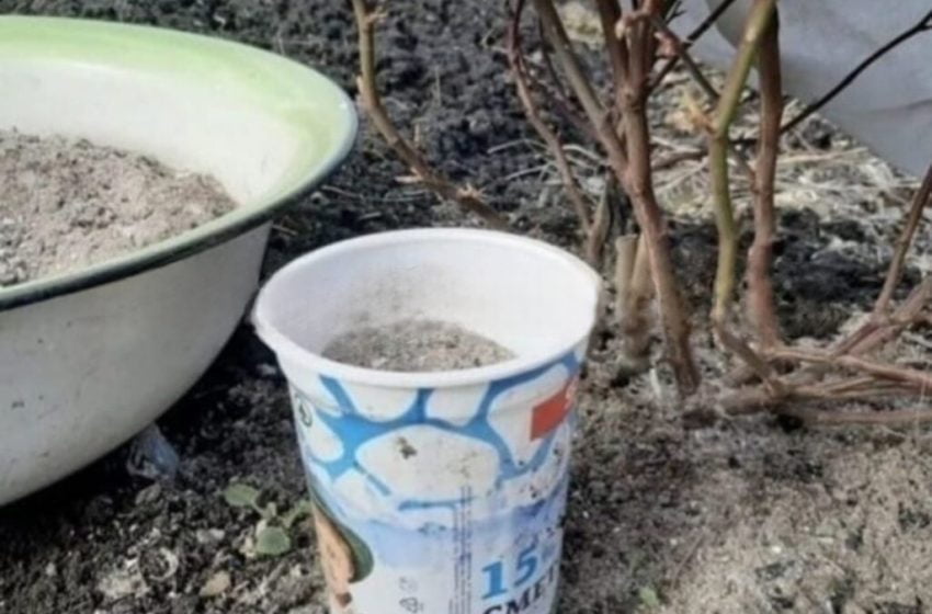  9 plante care iubesc cenușa