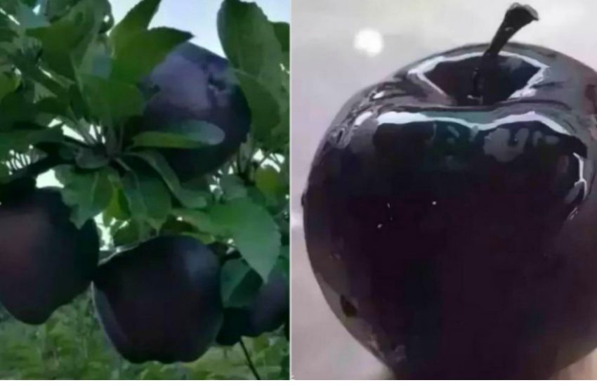  Mărul negru ( diamantul negru)care crește la 3000 m înălțime: este cel mai scump din lume