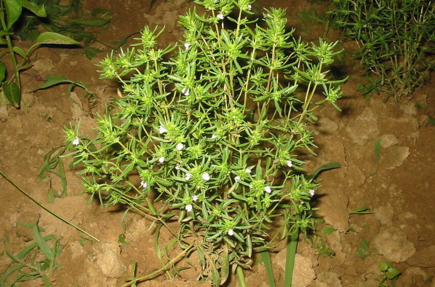  Cimbrul- planta care distruge streptococul, herpesul, candidoza, gripă și multe altele