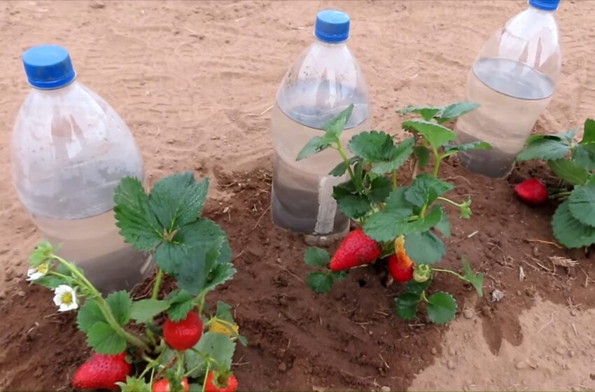  Irigare prin picurare super simplă și funcțională pentru orice cultură. Face îngrijirea plantelor mult mai ușoară