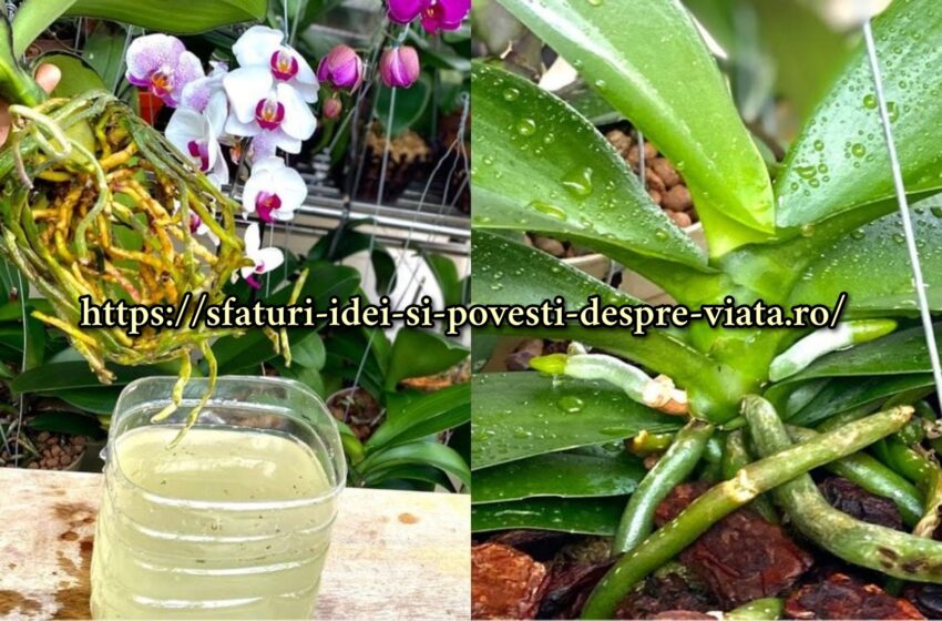  Sucul de varză întărește orhideea.  Rădăcinile cresc rapid, umplând întregul ghiveci.