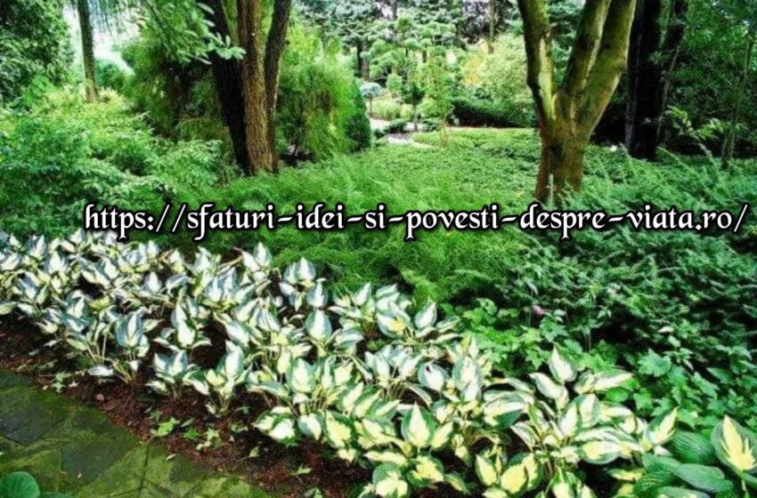  Ce să plantezi sub copaci ,cum să faci acea zona utila