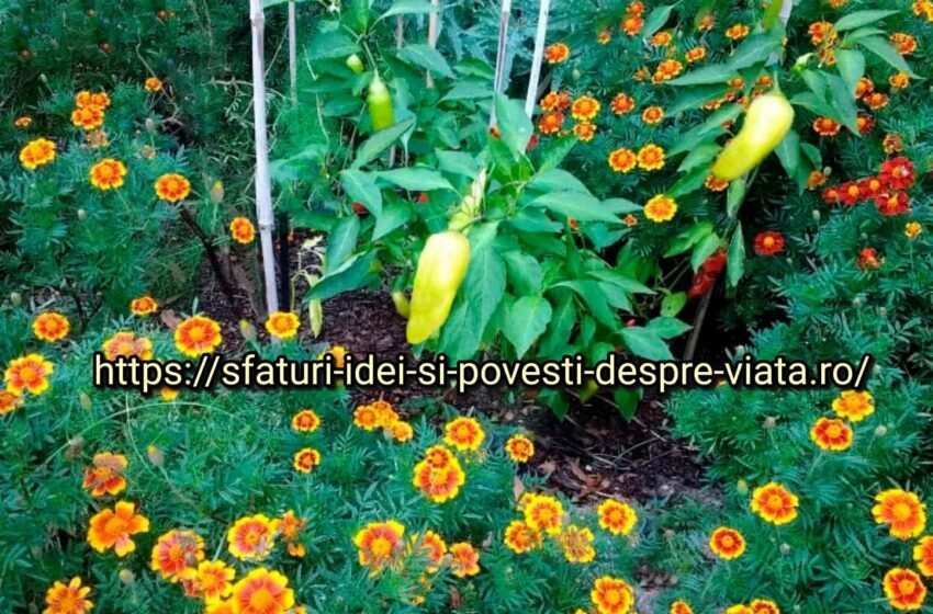  Cei mai buni vecini pentru ardei. Totul este ca la oameni – unul iubește, iar celălalt își permite să fie iubit