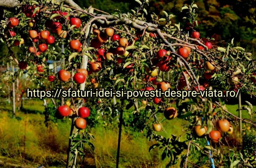  Îngrășământ puternic pentru ca pomii tăi să aibă cât mai multe fructe: vezi cât de simplu și economic este