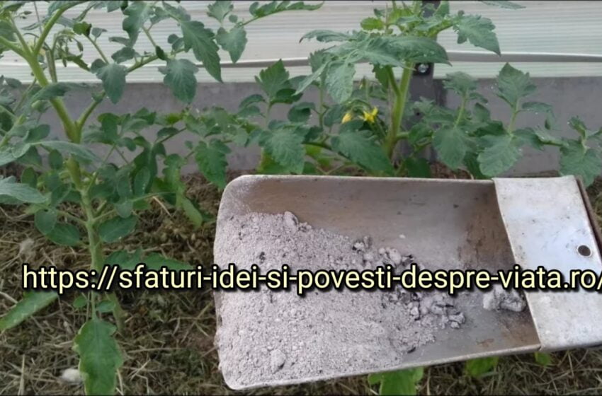  Îngrășământul superior obligatoriu al roșiilor în timpul înfloririi