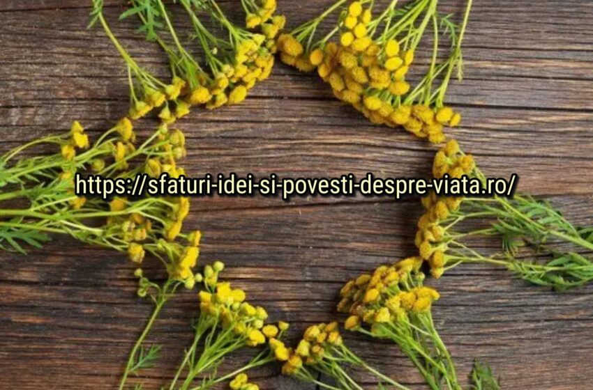  Rețete populare de infuzii și decocturi pentru combaterea bolilor plantelor