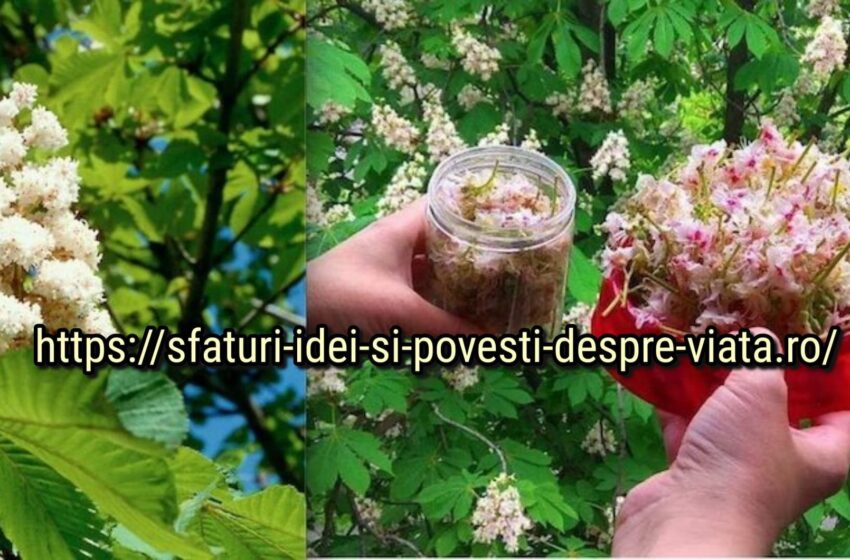  Remedii curative din flori de castan