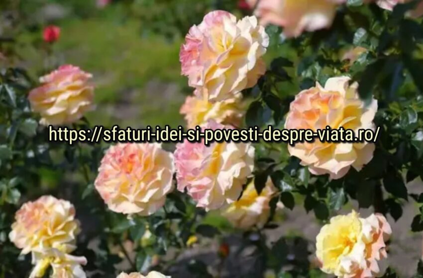  Cum să tratezi trandafirii fără substanțe chimice:cele mai bune remedii