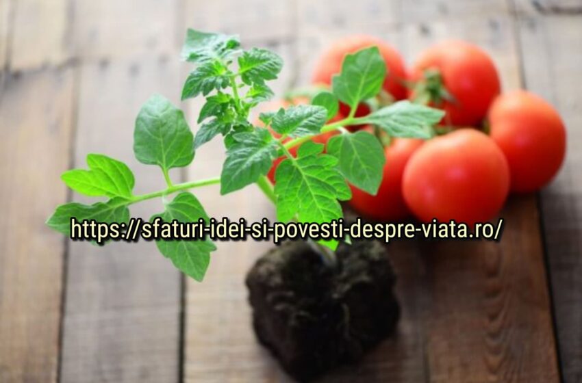  Fertilizarea roșiilor cu remedii populare