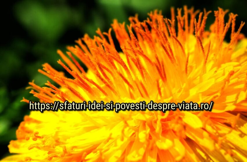 Cum curăță păpădia ficatul și plămânii: un remediu popular uimitor!
