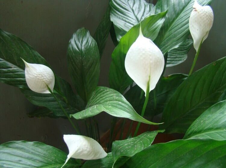  Aceste plante sunt bombe cu oxigen! Măcar una ar trebui să fie în casa ta!
