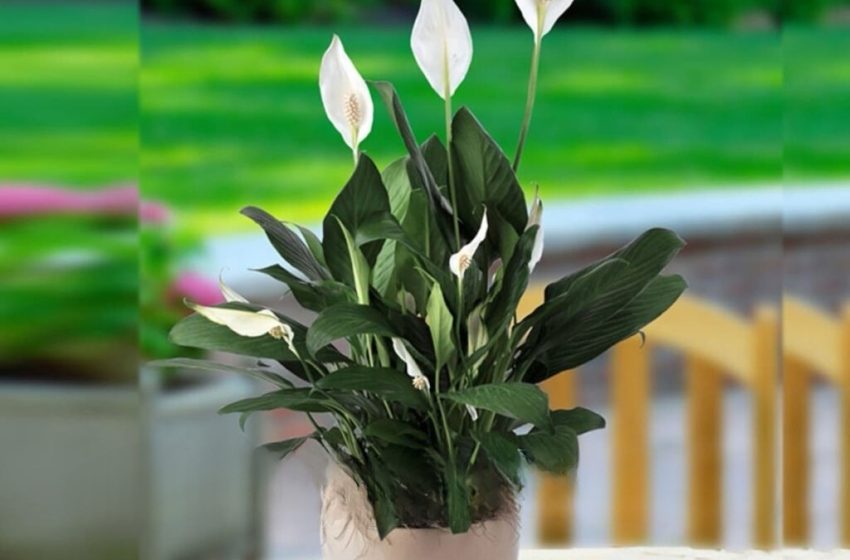  Floarea de interior „fericirea femeilor”:Potrivit acestei legende, atunci când un spathiphyllum înflorește, atunci orice femeie proprietară a florii atinge armonie și fericire