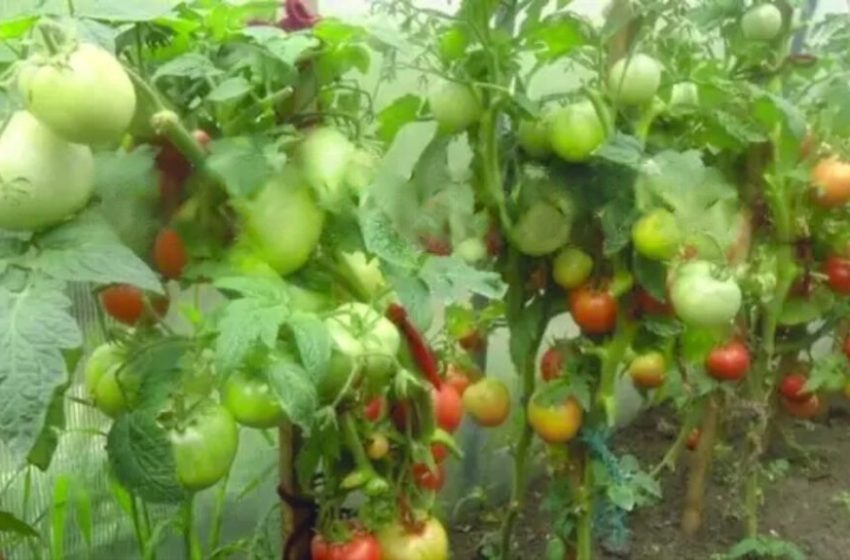  15 secrete despre cum să crești o cultură bună de roșii