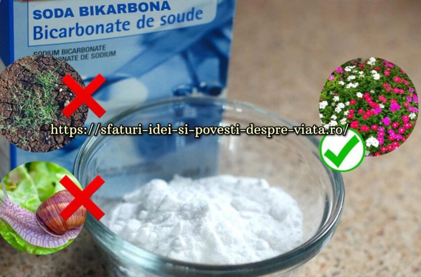  Bicarbonatul de sodiu distruge buruienile și melcii, promovează înflorirea și întinerește plantele