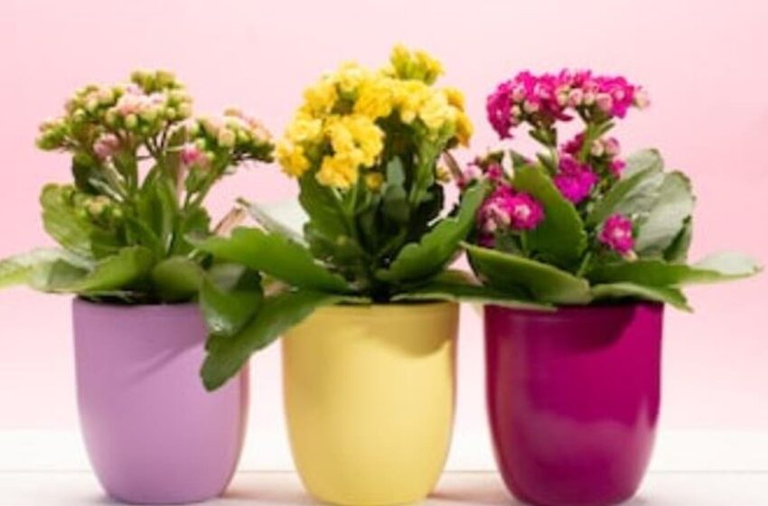  Cum să faci Kalanchoe să înflorească abundent: 7 reguli importante pe care mulți nu le cunosc