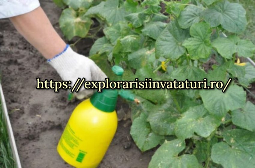 Cum să hrănești castraveții pentru o creștere excelentă