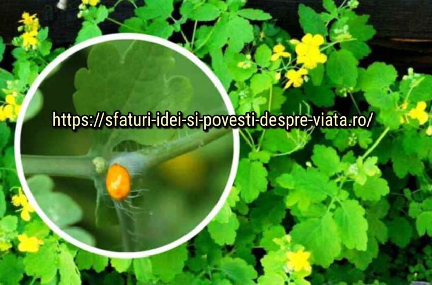  Suc de rostopască în luna mai: pentru ce boli, cum să  pregătești  și cum sa te tratezi. Contraindicații