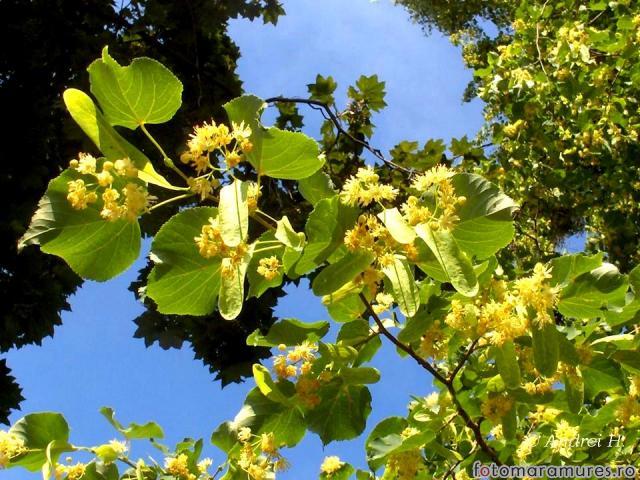  Frunzele magice de tei sunt un medicament valoros. Uscați pentru iarnă, nu pierdeți timpul!