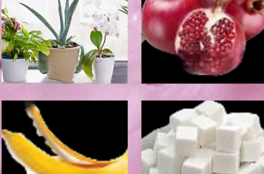  Cum să faci un ,,meniu” pentru plantele tale, având în vedere ca fiecare are cerințele ei
