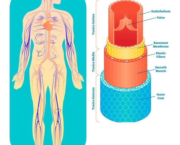  Durerea musculară și vederea încețoșată pot indica sânge gros.Simptome și ce trebuie să faceți în acest caz
