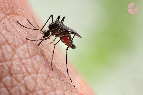  Cum să te protejezi de insecte vara? Tantari, viespi, muste si altele și ce boli provoaca